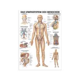 Das Lymphsystem des Menschen