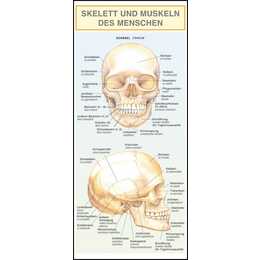 Leporello: Skelett und Muskeln des Menschen - Alle Begriffe im Überblick