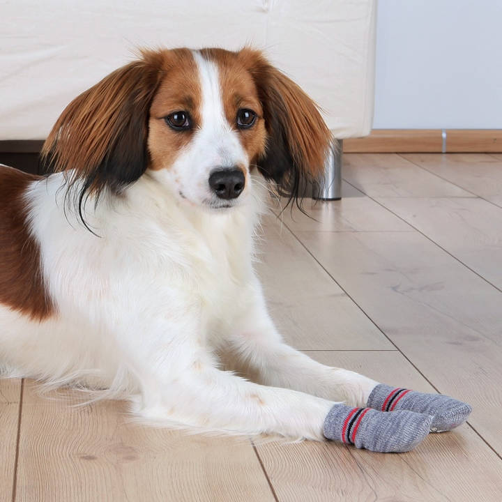 TRIXIE chaussettes pour chien antidérapantes L-XL