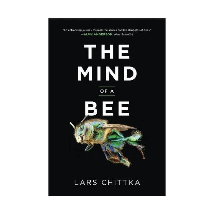 The Mind of a Bee