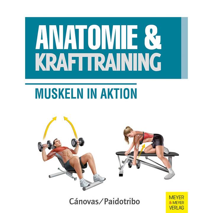 Anatomie und Krafttraining (Anatomie & Sport, Band 1)
