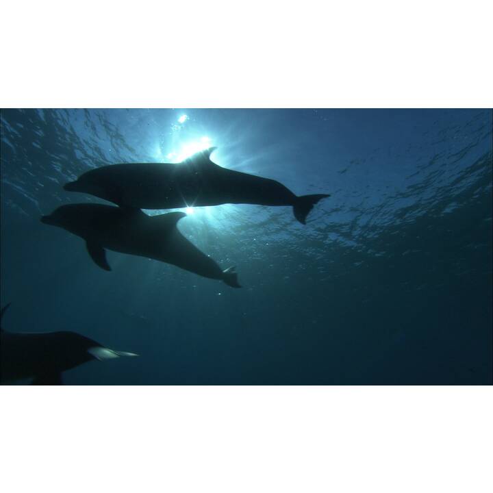 Dolphins in the Deep Blue Ocean (DE, EN)