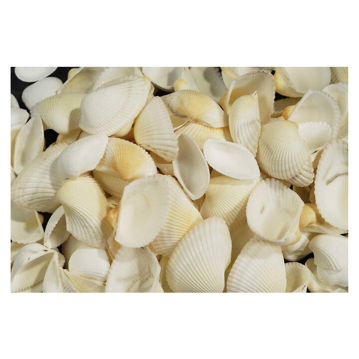 AMBIANCE  coquilles déco (Blanc)