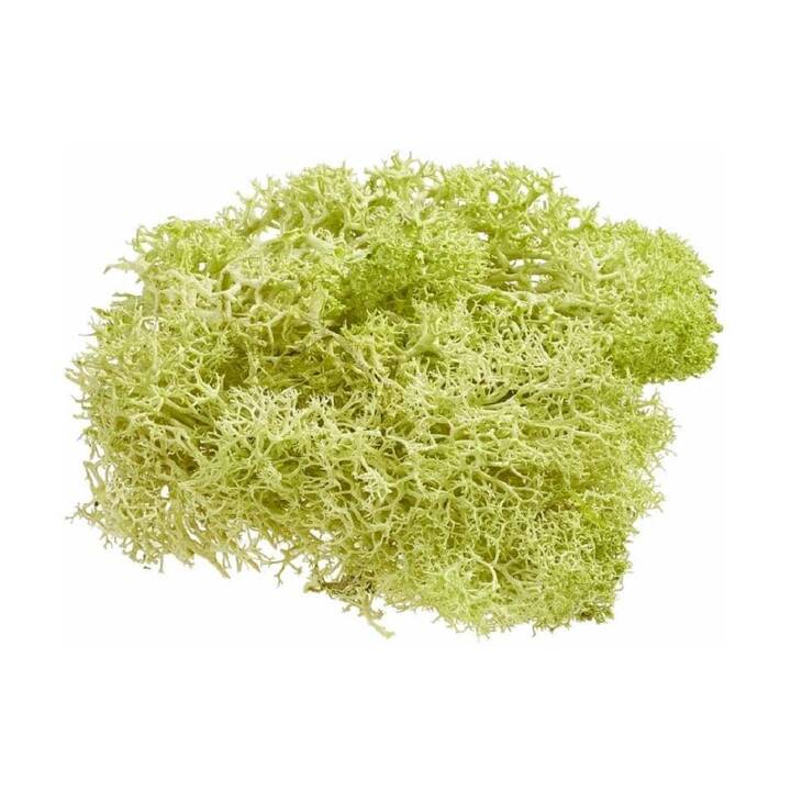 HOBBYFUN Deko Miniatur-Pflanzen (Hellgrün)
