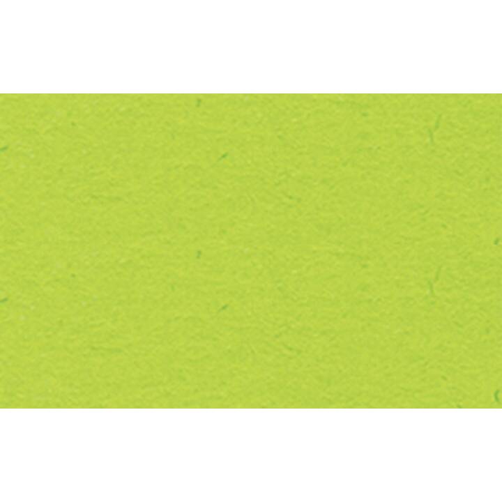 URSUS Cartone (Verde, 10 pezzo)