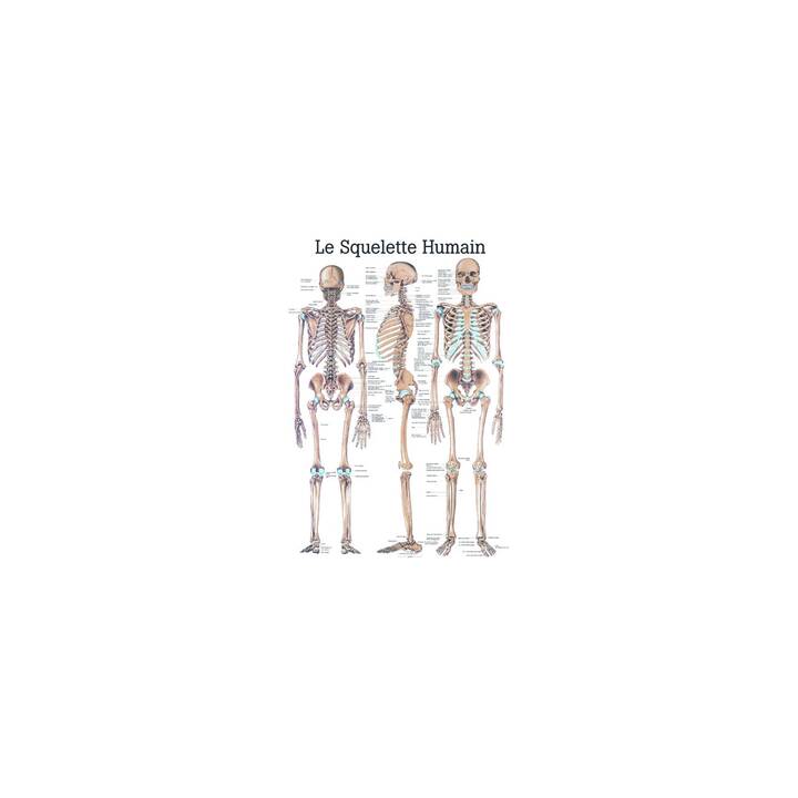 Anatomische Lehrtafel Das menschliche Skelett