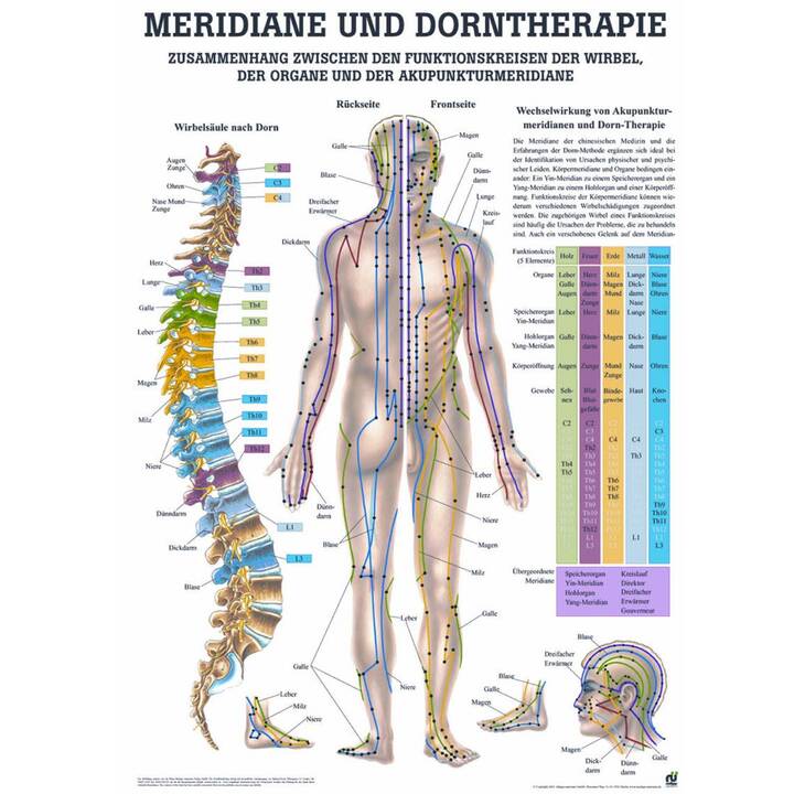 Anatomische Lehrtafel Dorntherapie & Meridiane