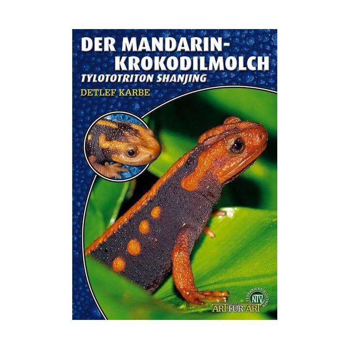 Der Mandarin-Krokodilmolch