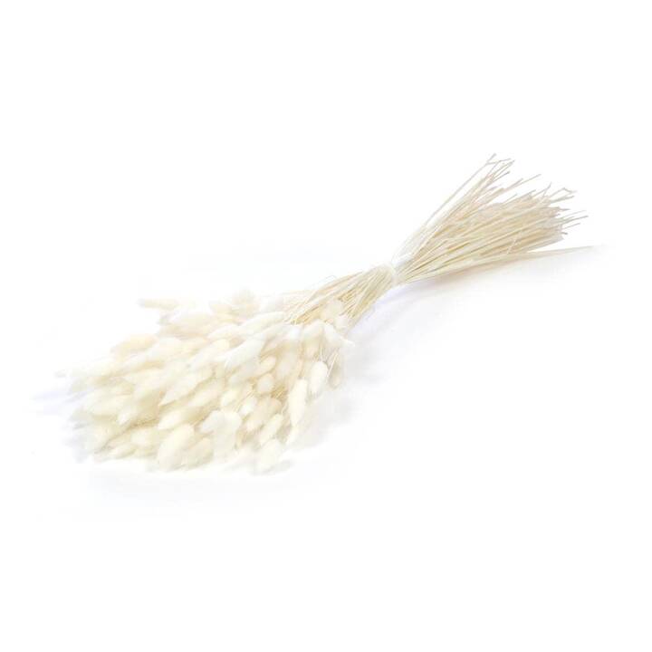 ANJEL Fleur Lagurus (Blanc, Plastique)