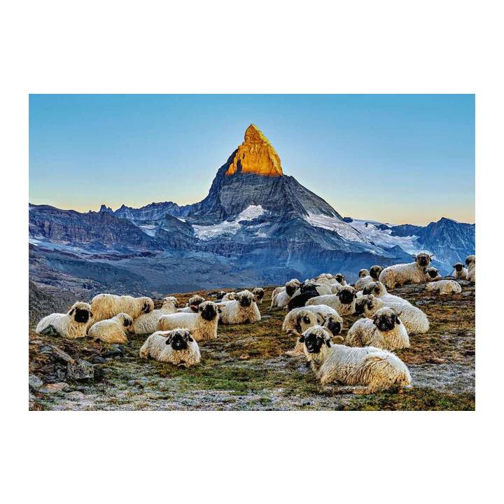 RAVENSBURGER Meet the Sheep Zermatt Puzzle (1000 Stück)