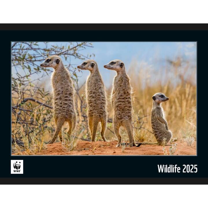 CALENDARIA Wandkalender (2025)