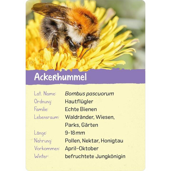 Naturforscher-Kids - Insekten