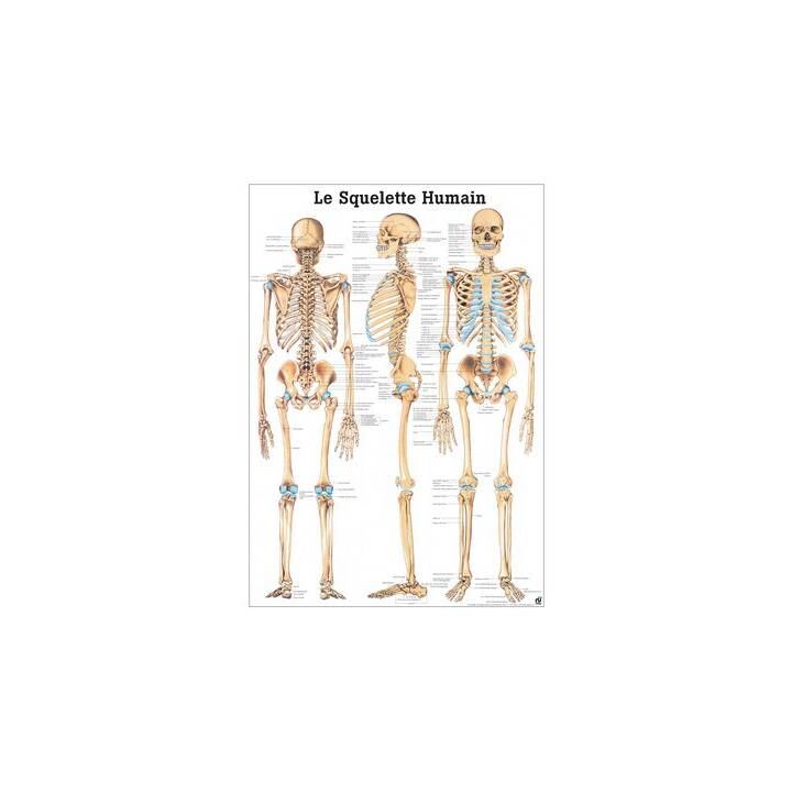 Le Squelette Humain