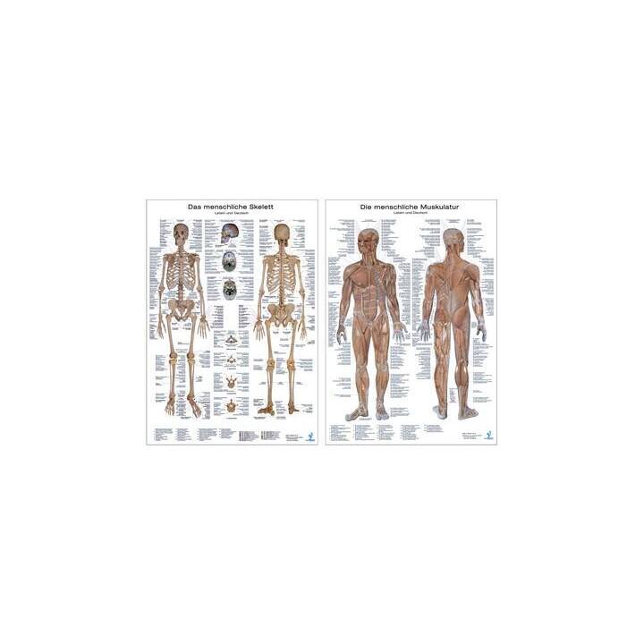 Doppelpack Anatomie-Lerntafeln Muskulatur und Skelett