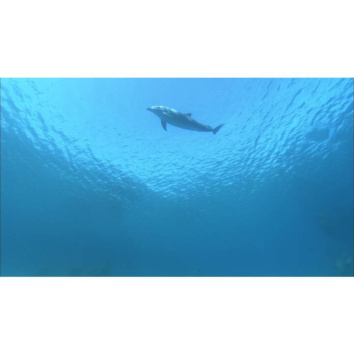 Dolphins in the Deep Blue Ocean (DE, EN)