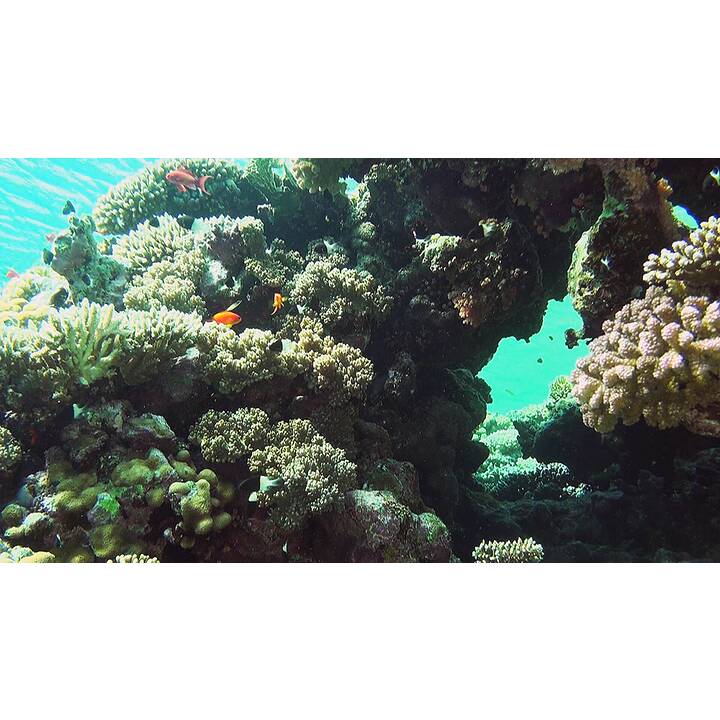 Faszination Korallenriff (DE, EN)