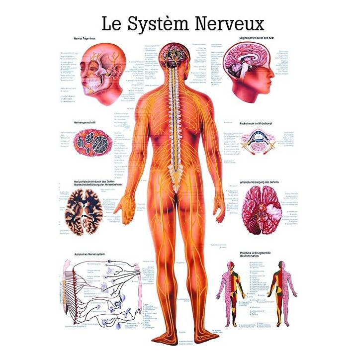 Le System Nervoux