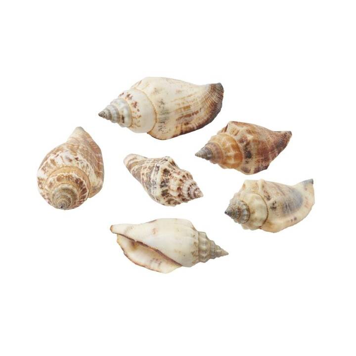 HOBBYFUN Organes diffuseurs (Coquillage, Coquillage, 1 pièce)