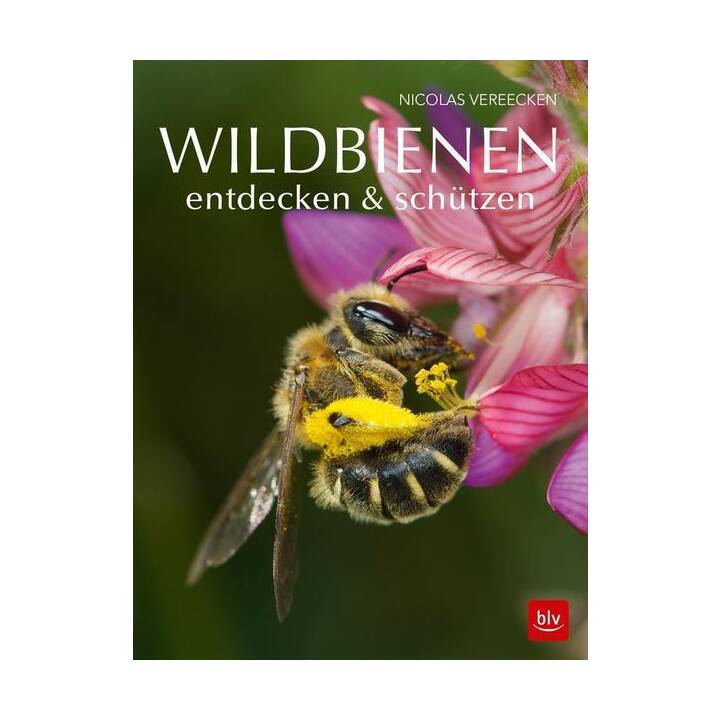 Wildbienen entdecken & schützen