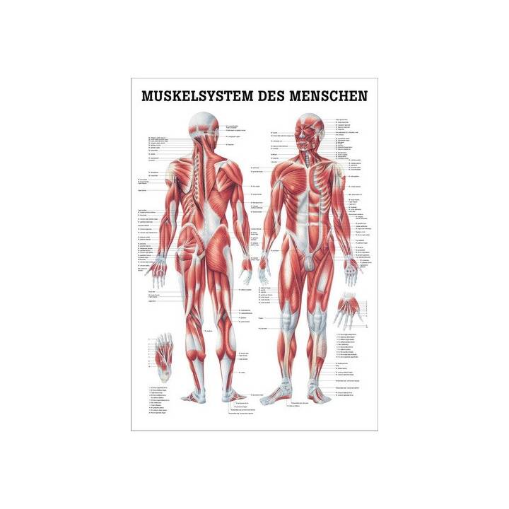 Anatomische Lehrtafel Das Muskelsystem