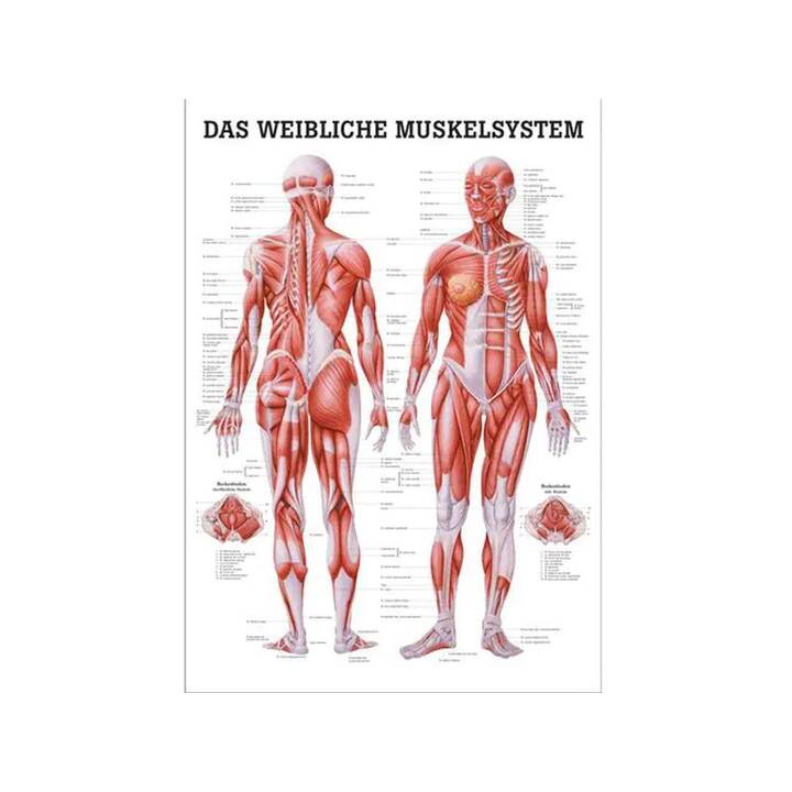 Das weibliche Muskelsystem