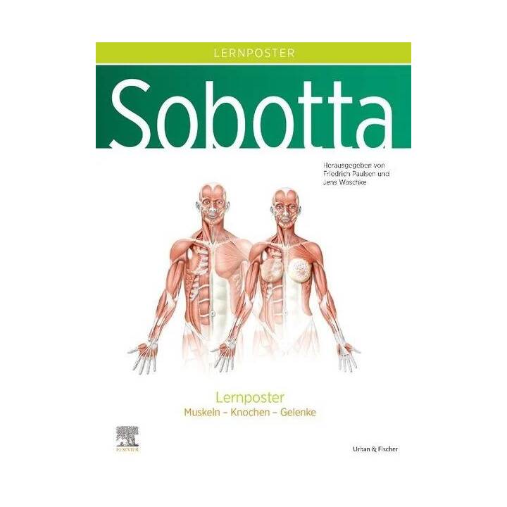 Sobotta Lernposter Anatomie