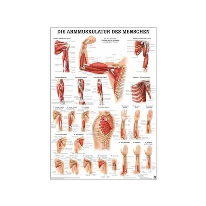 Anatomische Lehrtafel Armmuskulatur