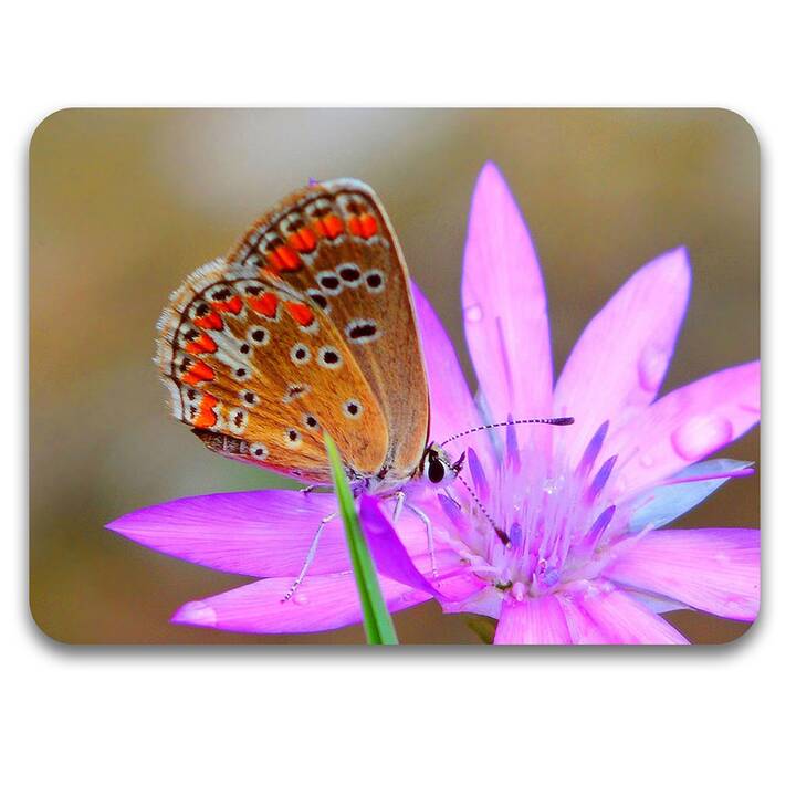 EG tappetino per mouse - multicolore - farfalla