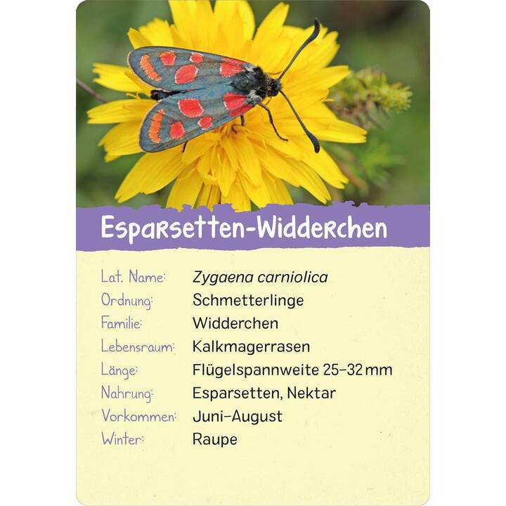 Naturforscher-Kids - Insekten