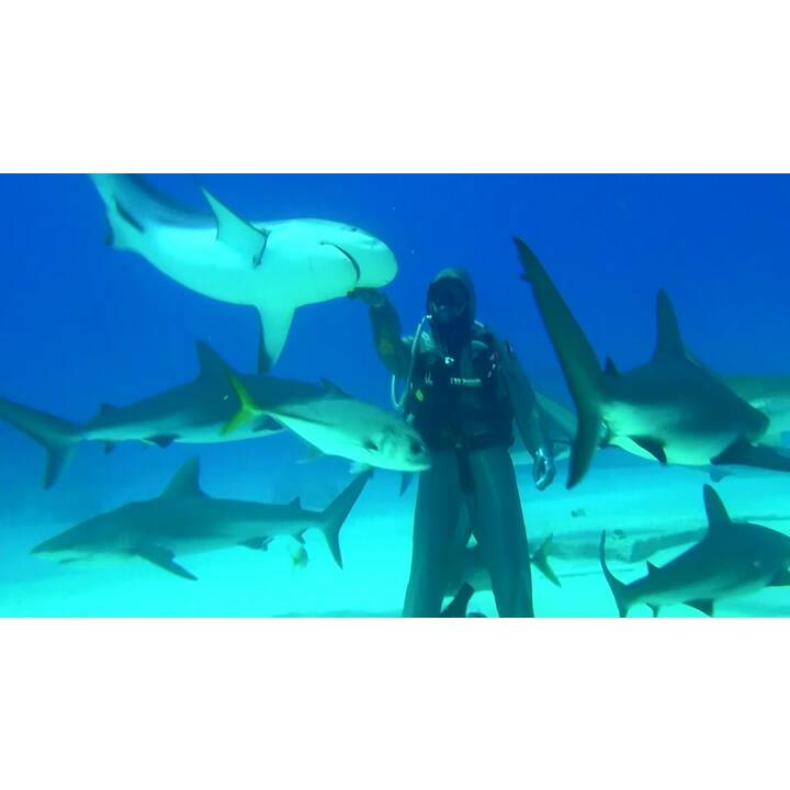 Abenteuer Karibik - Tauchen mit den Haien (DE, EN)
