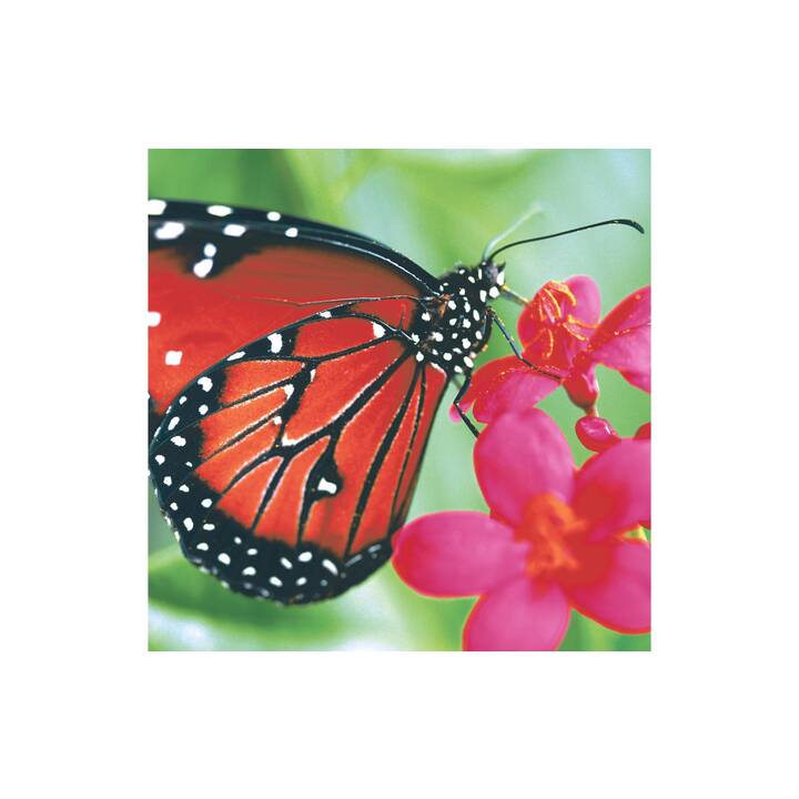 PAPER + DESIGN GMBH TABLETOP Serviette en papier Spring Butterfly (33 cm x 33 cm, 20 pièce)