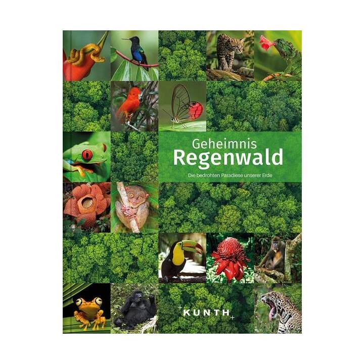 Geheimnis Regenwald
