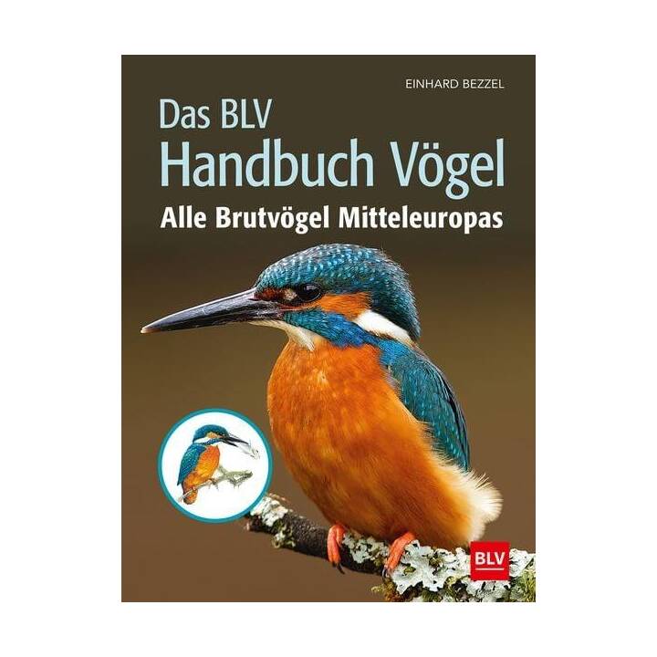 Das BLV Handbuch Vögel