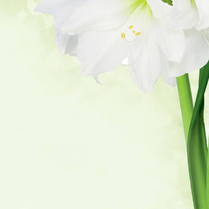 SIGEL Carta speciale Green Flower (Verde, Bianco, A4, 25 pezzo)