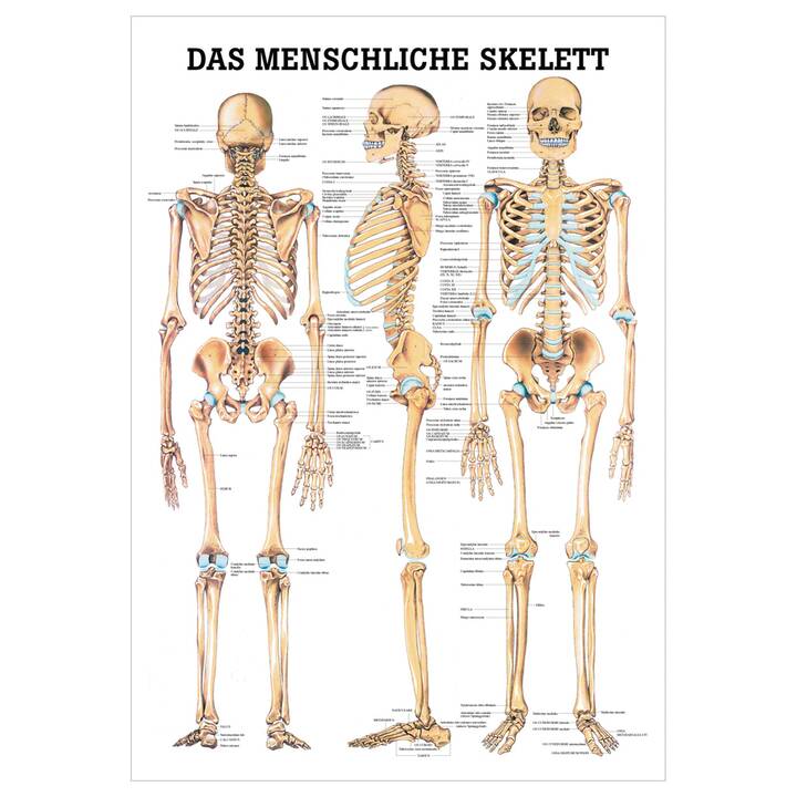 Anatomie Poster