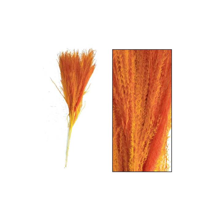 CHALET Miscantusgras Fleurs séchées (Orange)