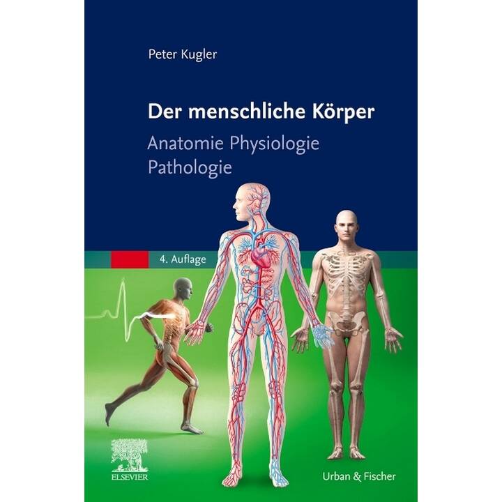 Der menschliche Körper